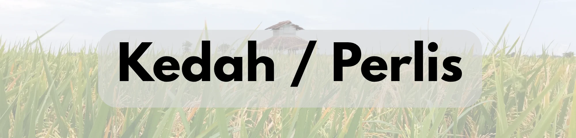 Text reading “Kedah / Perlis” over a background image of a green paddy field.